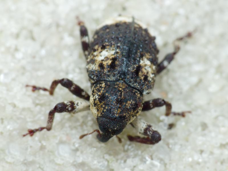 Cryptorhynchus (Cryptorhynchus) lapathi (Linnaeus, 1758)